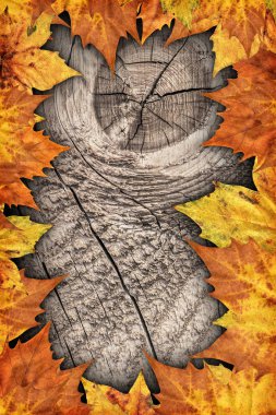 Kuru akçaağaç yaprakları sınır zemin üzerinde eski ahşap arka plan dokuma