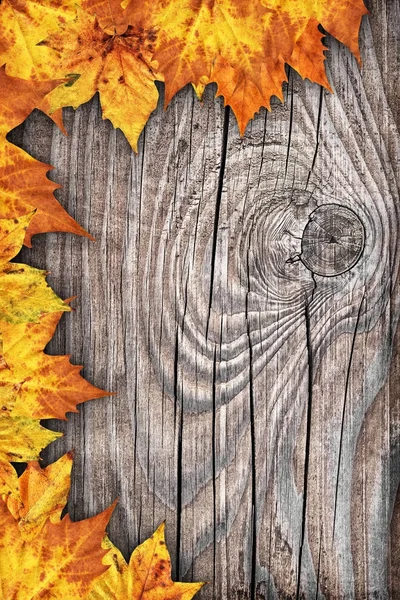 Dry Maple Leaves Border Backdrop On Old Knotted Wood Background