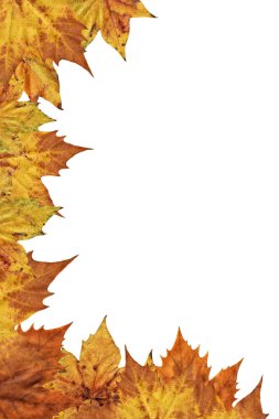 Kuru akçaağaç yaprakları sınır zemin üzerinde beyaz arka plan izole