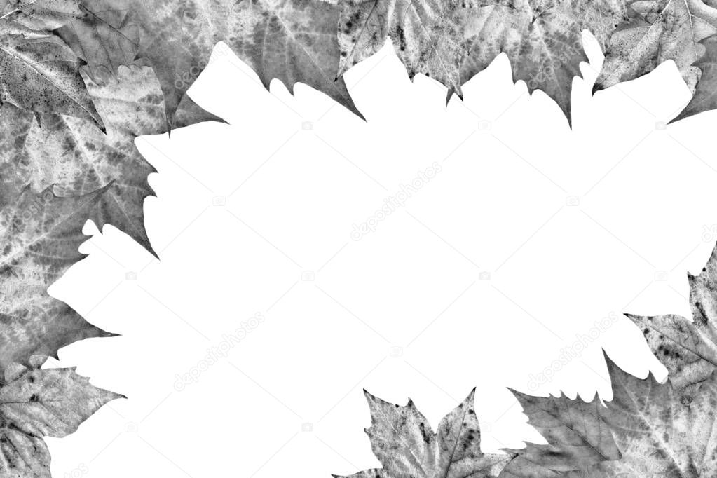 Grey Dry Maple Leaves Border Backdrop Isolated On White ...