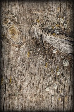 Düğümlü çam ahşap Floorboard Vignette Grunge doku detay yıpranmış eski kırık