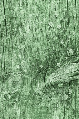 Yeşil eski yıpranmış düğümlü çam ahşap Floorboard Grunge doku detay kırık