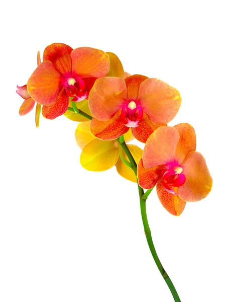 Família de orquídeas de flores de monocotes Fotografias De Stock Royalty-Free