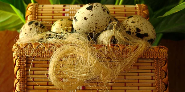 Křepelčí vejce, v závodě dekorativní koš, zelená — Stock fotografie