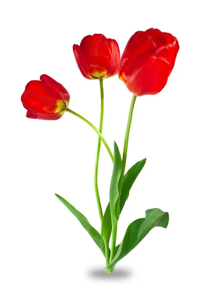 Flores, tres tulipanes —  Fotos de Stock
