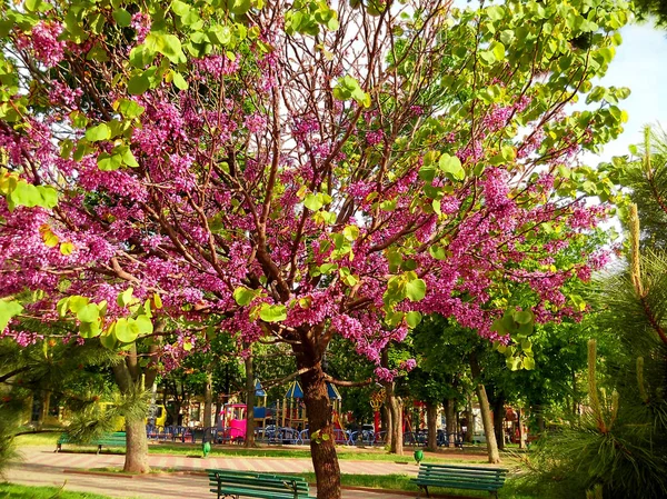 Цветок Сакуры, единственное дерево в парке . — стоковое фото