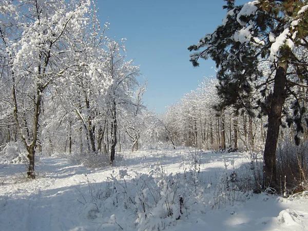 Kış manzarası, park karda — Stok fotoğraf