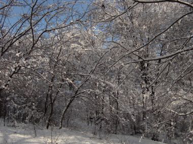 Doğada kış, sonra kar yağışı, kar kaplı orman çalılık, çalı