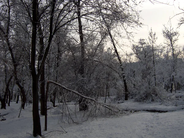 Природа Зимой Солнечный День После Снегопада Сломанное Дерево После Метели — стоковое фото