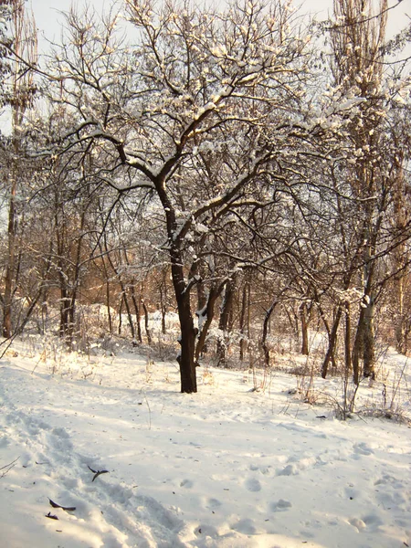 Φύση χειμώνα, μετά από χιονοπτώσεις, ίχνη στο χιόνι κοντά στο δέντρο — Φωτογραφία Αρχείου