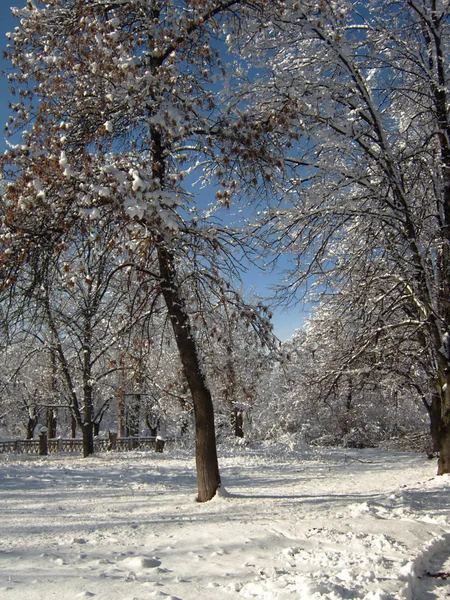 Naturaleza en invierno, después de las nevadas, hielo en los árboles —  Fotos de Stock