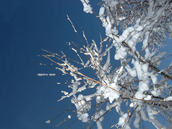 冬、雪、氷ブッシュ後の自然 — ストック写真