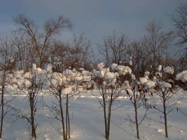Kış, kar, kar üstünde bush sonra doğada — Stok fotoğraf