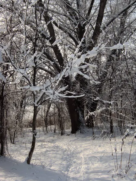 Kış, kar, karla kaplı orman yolu sonra doğada — Stok fotoğraf