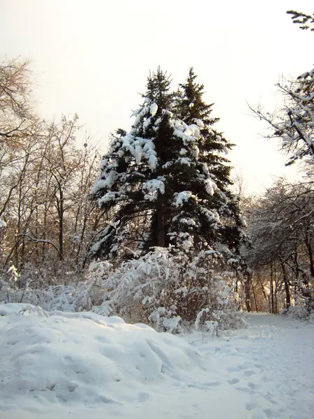 Naturaleza en invierno, después de las nevadas, abetos cubiertos de nieve en los rayos del atardecer —  Fotos de Stock