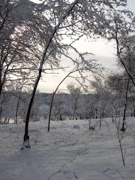 Kış, kar, kar fırtınaları için bekleyen sonra doğada — Stok fotoğraf