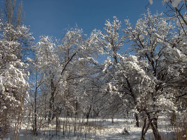 Kış, kar, kar pul ağaçlarda sonra doğada — Stok fotoğraf