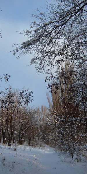 Kış, kış akşamları doğa — Stok fotoğraf