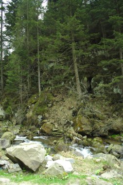 yürüyüş parkurları, yaz dağ nehir ve göl ormandaki çam ağaçları