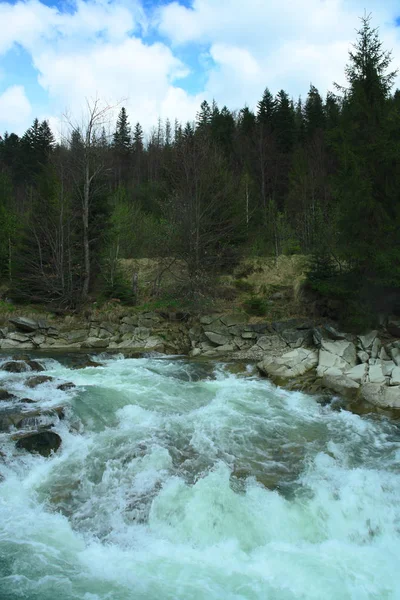 Río y bosque de montaña en el fondo, rutas de senderismo de verano, rápidos fluviales, rocas afiladas — Foto de Stock