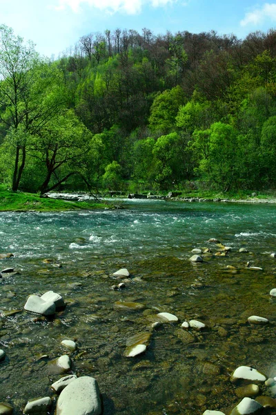 Trilhas para caminhadas de verão, rio de montanha, margem do rio, floresta — Fotografia de Stock
