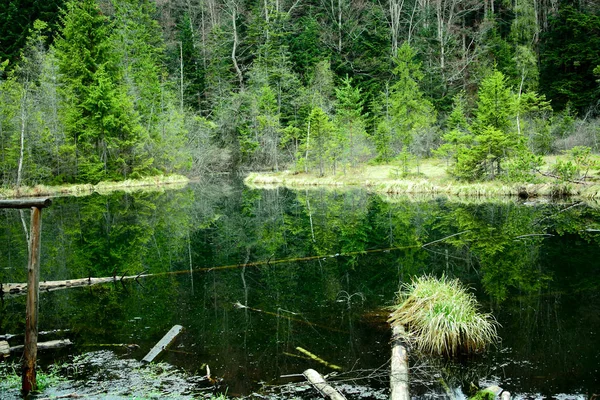 Hegyi folyó és tó az erdőben, nyáron a túraútvonalak, mocsári — Stock Fotó