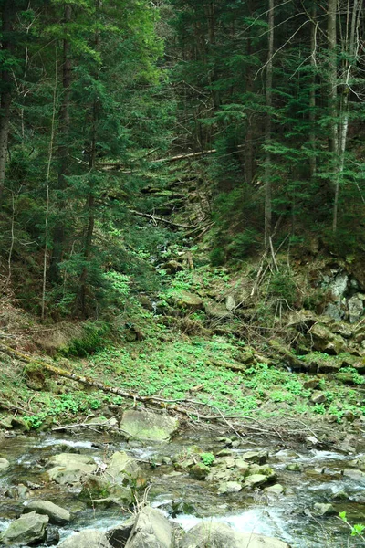 Mountain river i fjällen, sommar vandring spår, skog — Stockfoto