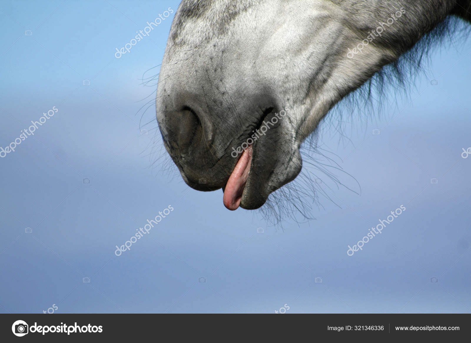Horse Licking