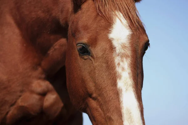 Close Chestnut Horse Head White Blaze Head Animal Portrait — Stock Photo, Image