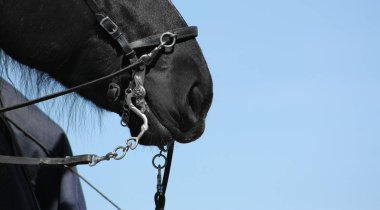 Mağara adamı ve barok kaldırımlı siyah at. Yakından bir portre..