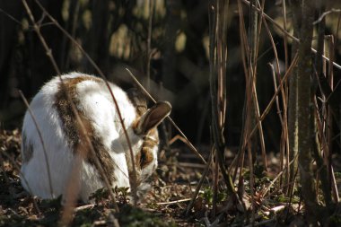 Şirin beyaz benekli tavşan dışarıda çalıların yanında oturup kendini temizliyor..