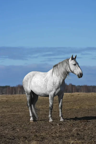 Cavalo Andaluz Branco Campo Primavera — Fotografia de Stock