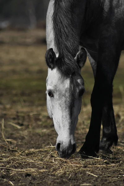 Portret Siwego Konia Andaluzyjskiego Wypasanego Wiosennym Pastwisku — Zdjęcie stockowe