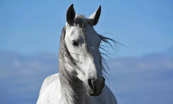 Portret Van Lichtgrijs Spaans Paard Dat Wind Staat — Stockfoto