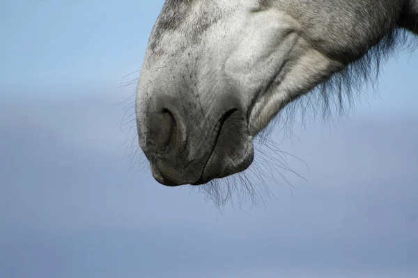 Szary Hiszpański Nos Konia Zbliżenie Części Ciała Zwierzęcia — Zdjęcie stockowe