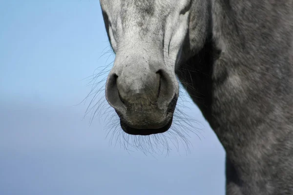 Naso Cavallo Grigio Spagnolo Avvicinamento Una Parte Del Corpo Animale — Foto Stock