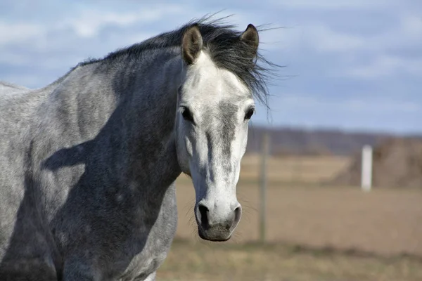 灰色のアナルシアの馬の肖像画 眼の接触 — ストック写真