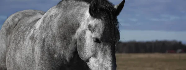 Close Grey Spanish Horse Head Body Horizontal Space Text — Stock Photo, Image