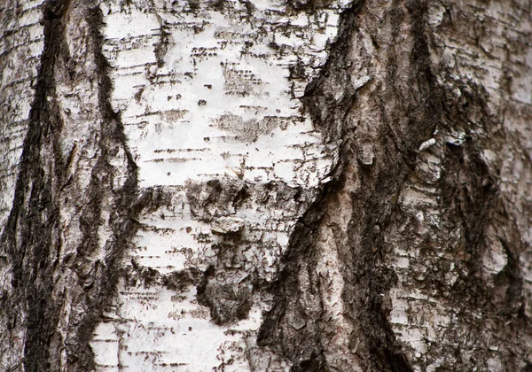 Крупним Планом Березове Дерево Betula Pendula — стокове фото