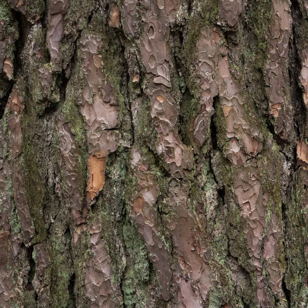 Close Van Dennenboom Pinus Sylvestris Schors Bedekt Met Mos — Stockfoto