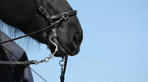 Caballo Negro Con Una Cavesson Bit Bordillo Barroco —  Fotos de Stock