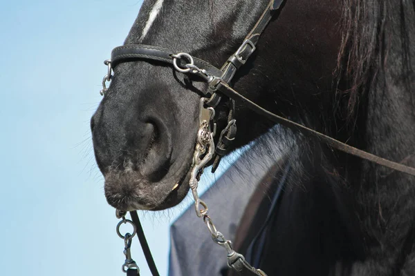 Černý Kůň Kavessonem Barokním Obrubníkem Zavřít Portrét — Stock fotografie