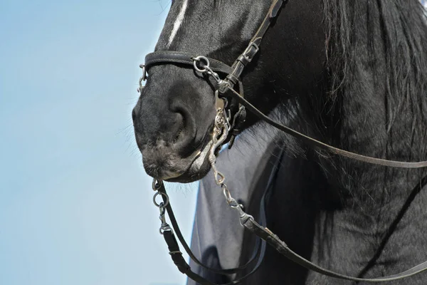 Μαύρο Άλογο Καβάλο Και Μπαρόκ Κράσπεδο Κλείσιμο Πορτραίτου — Φωτογραφία Αρχείου