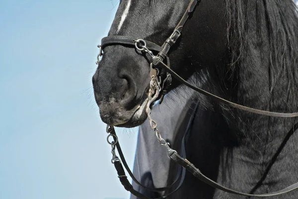 Caballo Negro Con Una Cavesson Pedacito Del Bordillo Barroco Primer —  Fotos de Stock