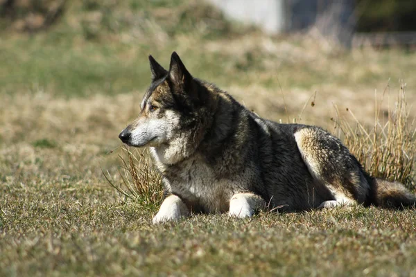 Schäferhund Liegt Gras — Stockfoto