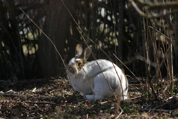 Lindo Conejo Manchado Blanco Sentado Afuera Cerca Los Arbustos Masticando —  Fotos de Stock