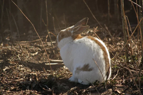 Симпатичный Белый Пятнистый Кролик Сидящий Улице Рядом Домом — стоковое фото