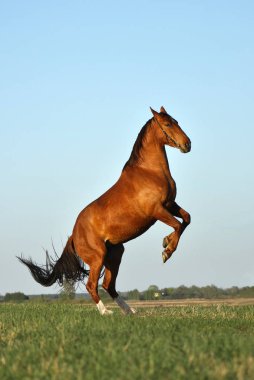 Kestane aygırı yazın tarlada beliriyor.. 