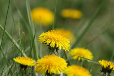 Çiçek açan bir karahindiba çiçeğine yaklaş. Seçici odaklanma. Yatay.