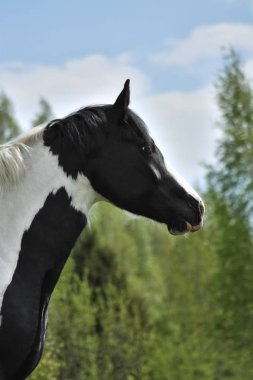Portrait of a pinto tinker cross horse. clipart